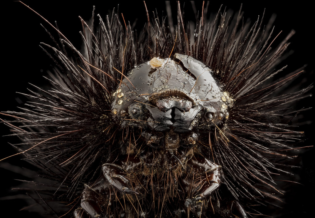 Unveiling​ the Hidden Gems: Discovering Alien Species ‌in the Galactic ‌Trade⁢ Routes