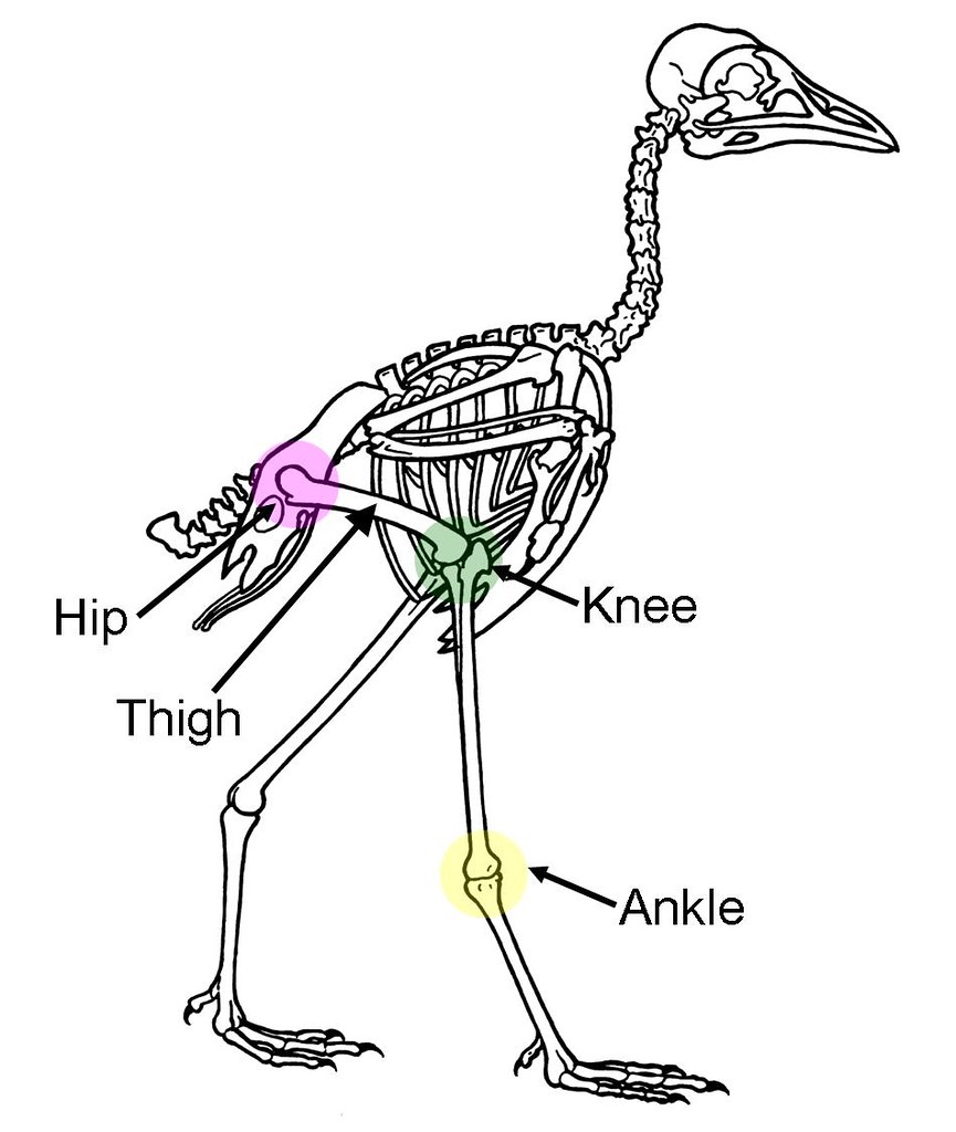 The Importance of Research: Expanding our Understanding ⁤of Alien ‍Encounters with‍ Avian Navigation