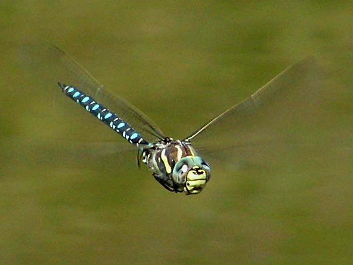 Galactic⁣ Aerial Wonders: Unveiling Astonishing Extraterrestrial Flying Species
